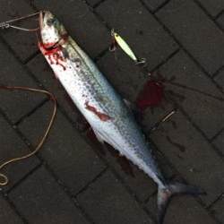 太刀魚ダメで諦めアジでも矢先に♪