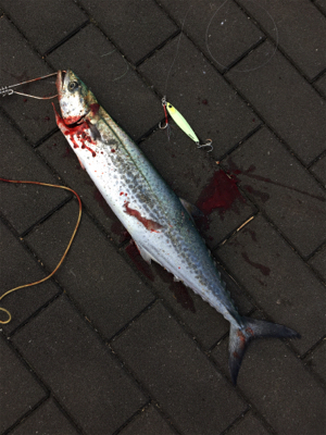 太刀魚ダメで諦めアジでも矢先に♪