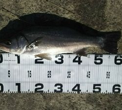 ヒラスズキ好調♪