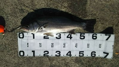 ヒラスズキ好調♪