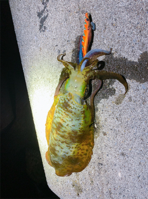 月夜エギング、激流攻略(^^)