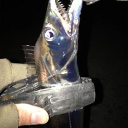 湾奥タチウオ激シブ