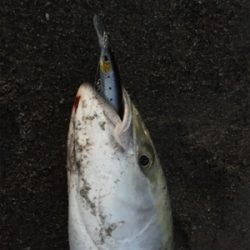 ショアブリ釣ったった！！