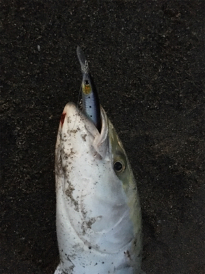ショアブリ釣ったった！！