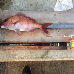 お正月用真鯛キープ