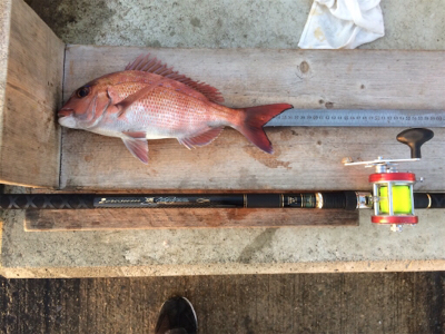 お正月用真鯛キープ