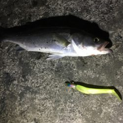 シーバス釣れた
