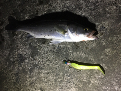 シーバス釣れた