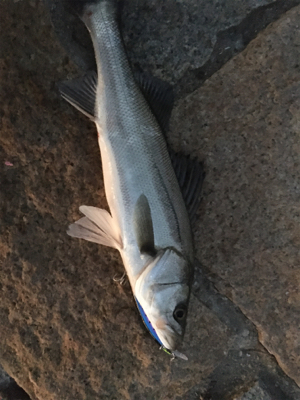 夕まづめにちょっと