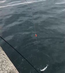 タチウオ釣れ続く@岸和田一文字