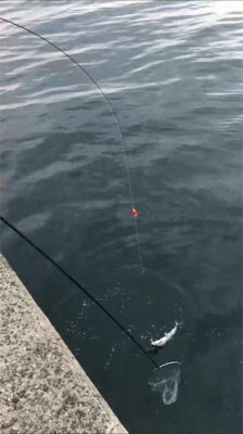 タチウオ釣れ続く@岸和田一文字