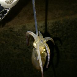 ライトエギング