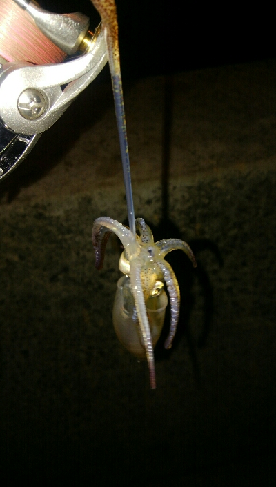 ライトエギング