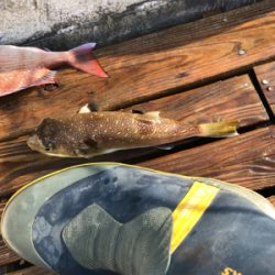 2馬力デビュー!