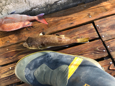 2馬力デビュー!