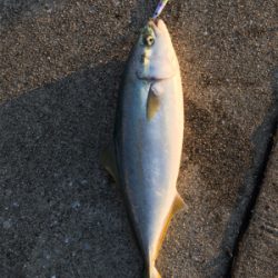 ハマチまだいた