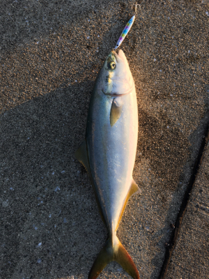 ハマチまだいた