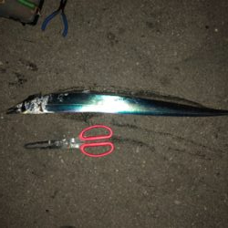 青物まだチャンスある