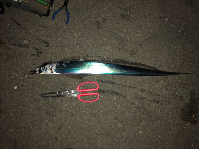 青物まだチャンスある