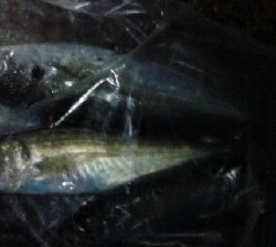 ナイトアジング