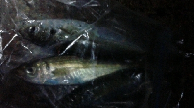 ナイトアジング