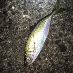 アジング・メバリング