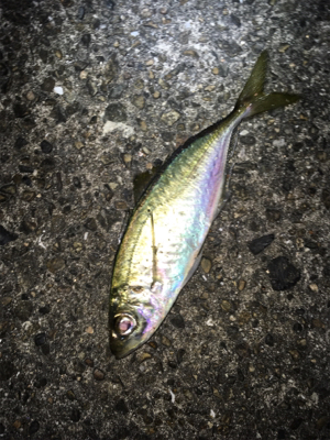 アジング・メバリング