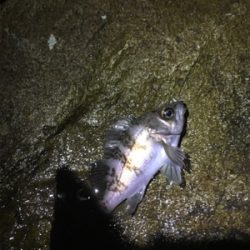 アジング調査だが