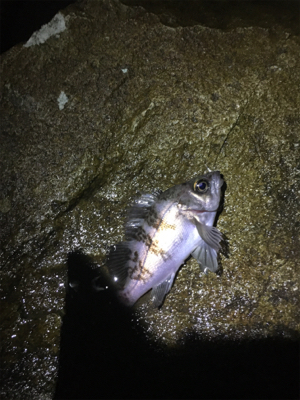 アジング調査だが