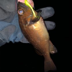 久々の入れ食い！