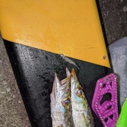 カマス からの タチング？