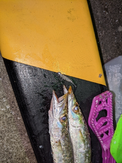 カマス からの タチング？