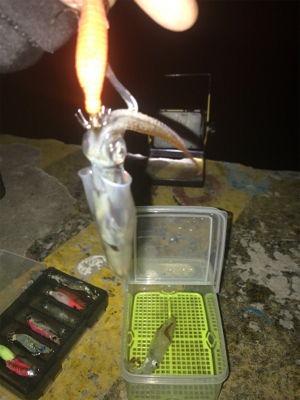 久しぶりにヒイカ釣れたσ(^_^;)