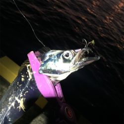 ライトタックルでたちうお