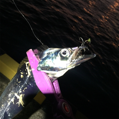 ライトタックルでたちうお