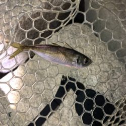 いろいろ釣れました(^^)