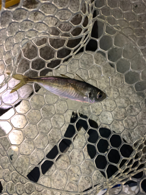 いろいろ釣れました(^^)