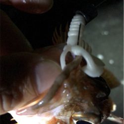 ワームでガシラ釣り！