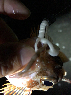 ワームでガシラ釣り！