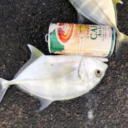 まだメッキ釣れてます