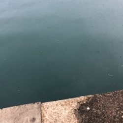 雨でしたが、アジング