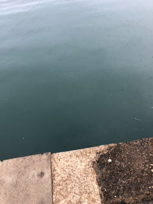 雨でしたが、アジング