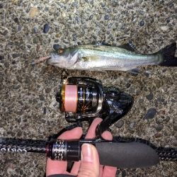 アジングでセイゴ