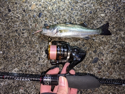 アジングでセイゴ