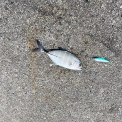 まさかのルアーでグレ