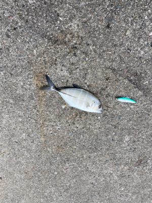 まさかのルアーでグレ