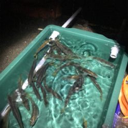 アジは居るのにタチウオ居ない？