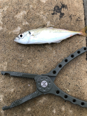 風裏探してアジング