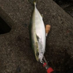 青物まだまだ！