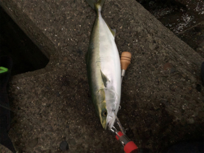 青物まだまだ！